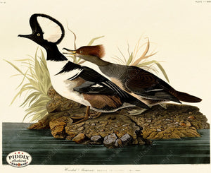 Pdxc20768 -- Audubon Hooded Merganser Color Illustration