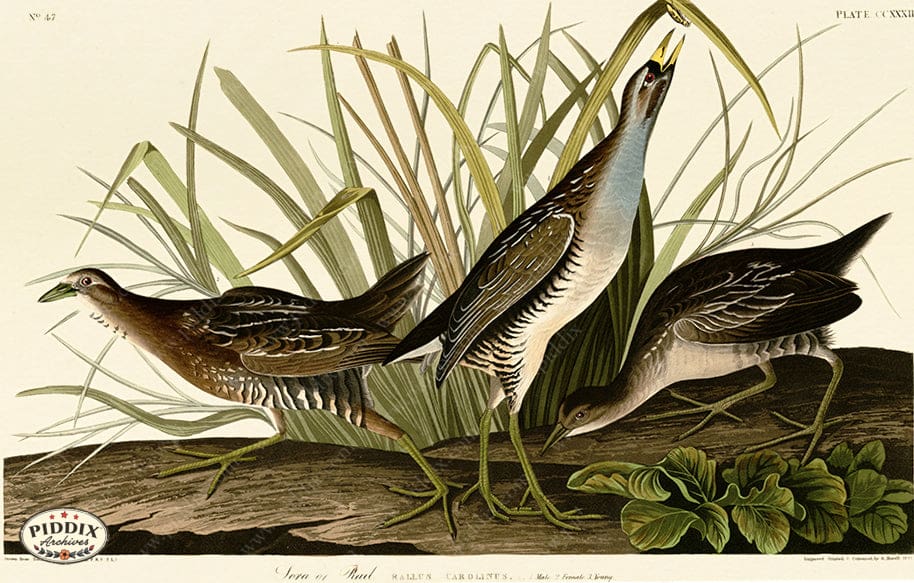 Pdxc20769 -- Audubon Rail Color Illustration