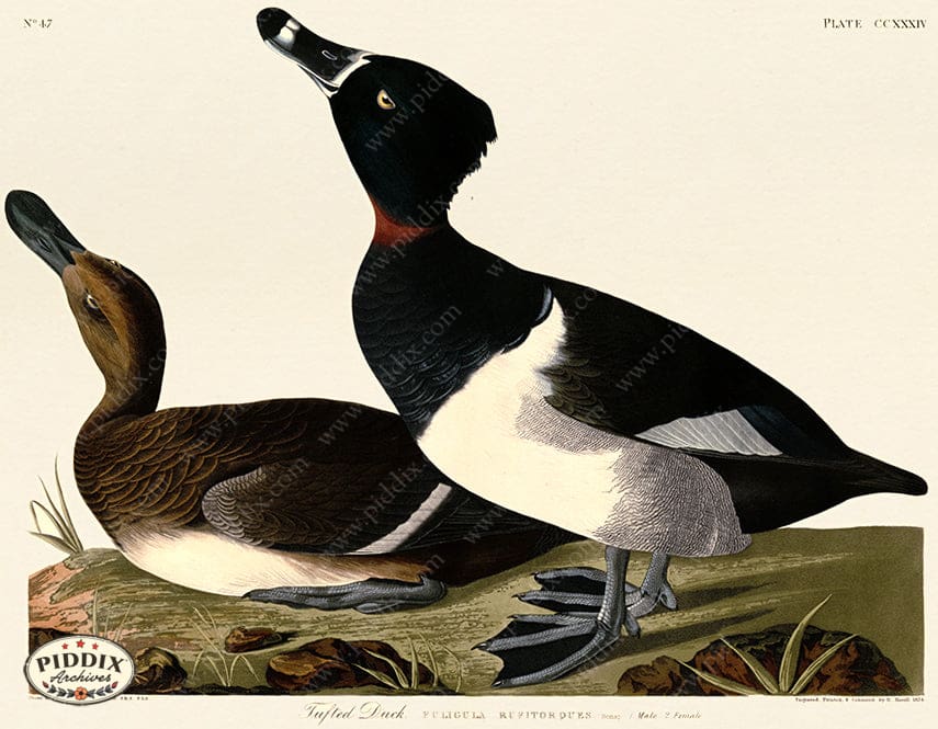 Pdxc20770 -- Audubon Rail Color Illustration