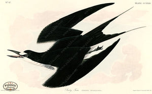 Pdxc20771 -- Audubon Sooty Tern Color Illustration