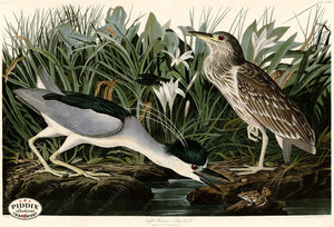 Pdxc20772 -- Audubon Night Heron Color Illustration