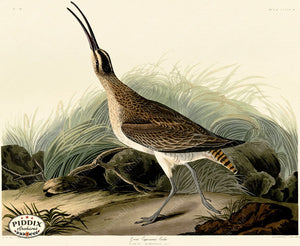 Pdxc20773 -- Audubon Great Esquimaux Curlew Color Illustration