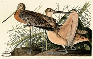 Pdxc20774 -- Audubon Great Marbled Godwit Color Illustration