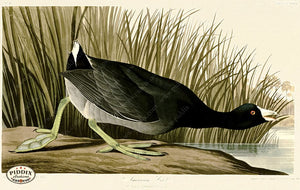 Pdxc20775 -- Audubon American Coot Color Illustration