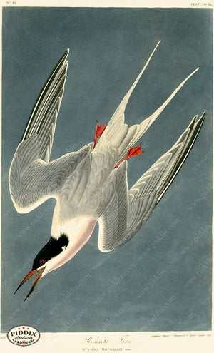 Pdxc20776 -- Audubon Roseate Tern Color Illustration