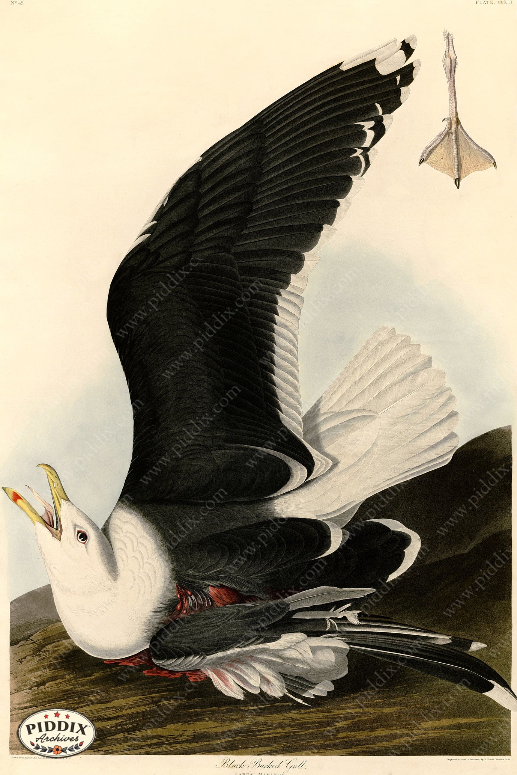 Pdxc20777 -- Audubon Black Backed Gull Color Illustration