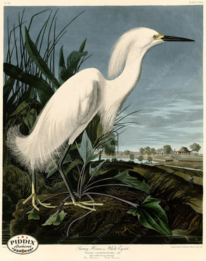 Pdxc20778 -- Audubon Snowy Heron Color Illustration