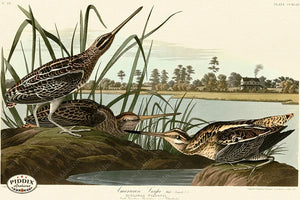 Pdxc20779 -- Audubon American Snipe Color Illustration
