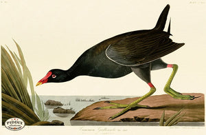Pdxc20780 -- Audubon Common Gallinule Color Illustration
