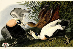Pdxc20782 -- Audubon Eider Duck Color Illustration