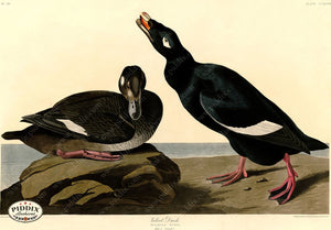 Pdxc20783 -- Audubon Velvet Duck Color Illustration