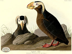 Pdxc20785 -- Audubon Tufted Auk Color Illustration