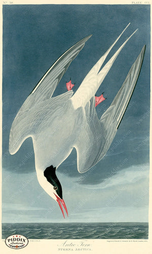 Pdxc20786 -- Audubon Arctic Tern Color Illustration