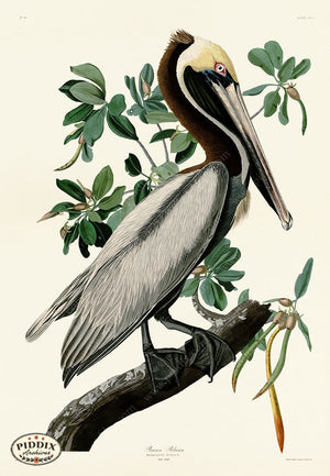 Pdxc20787 -- Audubon Brown Pelican Color Illustration