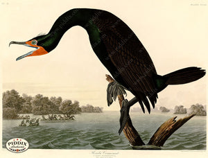 Pdxc20788 -- Audubon Florida Cormorant Color Illustration