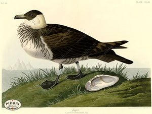 Pdxc20789 -- Audubon Jager Color Illustration