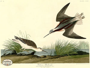 Pdxc20790 -- Audubon Wilsons Phalarope Color Illustration