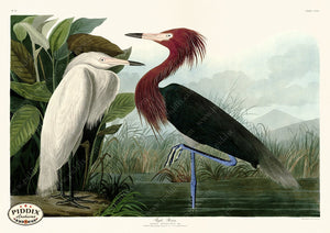 Pdxc20792 -- Audubon Purple Heron Color Illustration