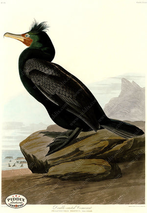 Pdxc20793 -- Audubon Double-Crested Cormorant Color Illustration