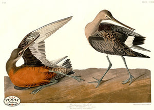 Pdxc20794 -- Audubon Hudsonian Godwit Color Illustration