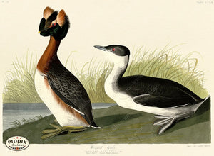 Pdxc20795 -- Audubon Horned Grebe Color Illustration