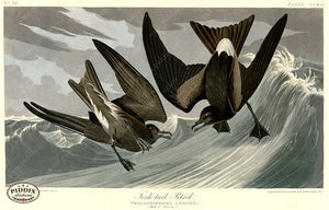 Pdxc20796 -- Audubon Fork-Tail Petrel Color Illustration