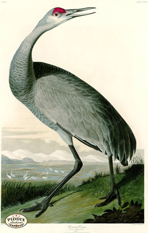 Pdxc20797 -- Audubon Whooping Crane Color Illustration