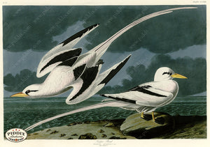 Pdxc20798 -- Audubon Tropic Bird Color Illustration