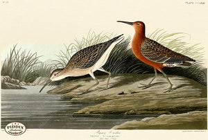 Pdxc20799 -- Audubon Pigmy Curlew Color Illustration