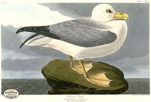 Pdxc20800 -- Audubon Fulmar Petrel Color Illustration