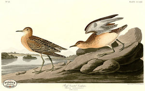 Pdxc20801 -- Audubon Buff Breasted Sandpiper Color Illustration