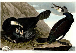 Pdxc20802 -- Audubon Common Cormorant Color Illustration