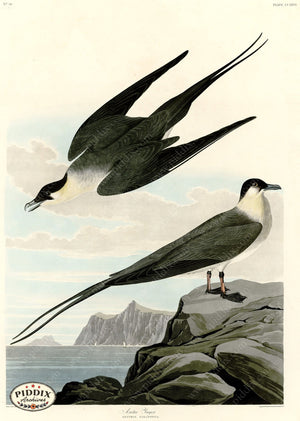 Pdxc20803 -- Audubon Arctic Yager Color Illustration