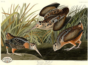 Pdxc20804 -- Audubon American Woodcock Color Illustration