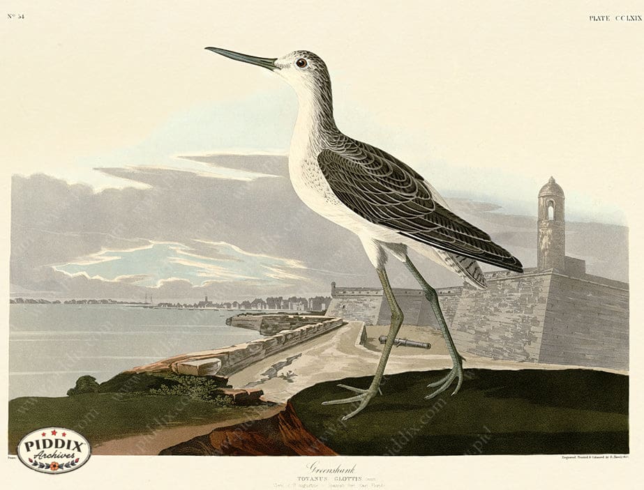 Pdxc20805 -- Audubon Greenshank Color Illustration