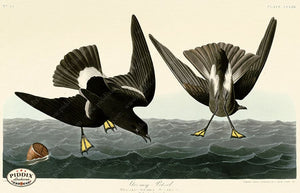 Pdxc20806 -- Audubon Stormy Petrel Color Illustration
