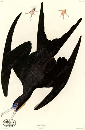 Pdxc20807 -- Audubon Frigate Pelican Color Illustration
