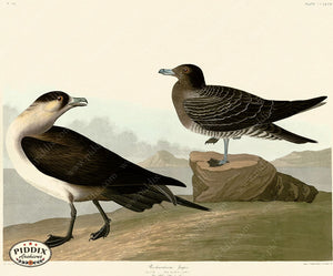 Pdxc20808 -- Audubon Richardsons Jager Color Illustration