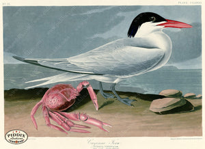 Pdxc20809 -- Audubon Cayenne Tern Color Illustration