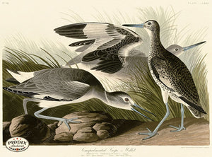 Pdxc20810 -- Audubon Semipalmated Snipe Color Illustration