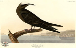 Pdxc20811 -- Audubon Noddy Tern Color Illustration
