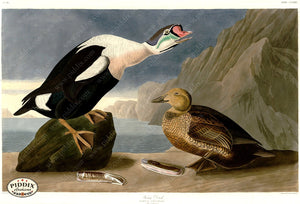 Pdxc20812 -- Audubon King Duck Color Illustration