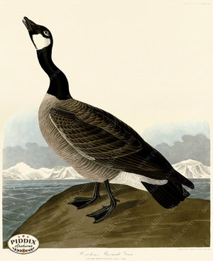 Pdxc20813 -- Audubon Hutchinss Barnacle Goose Color Illustration