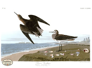 Pdxc20814 -- Audubon Schinzs Sandpiper Color Illustration