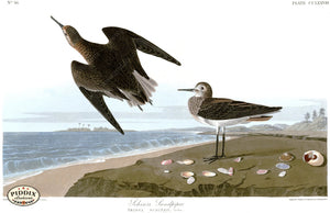 Pdxc20814 -- Audubon Schinzs Sandpiper Restored Color Illustration