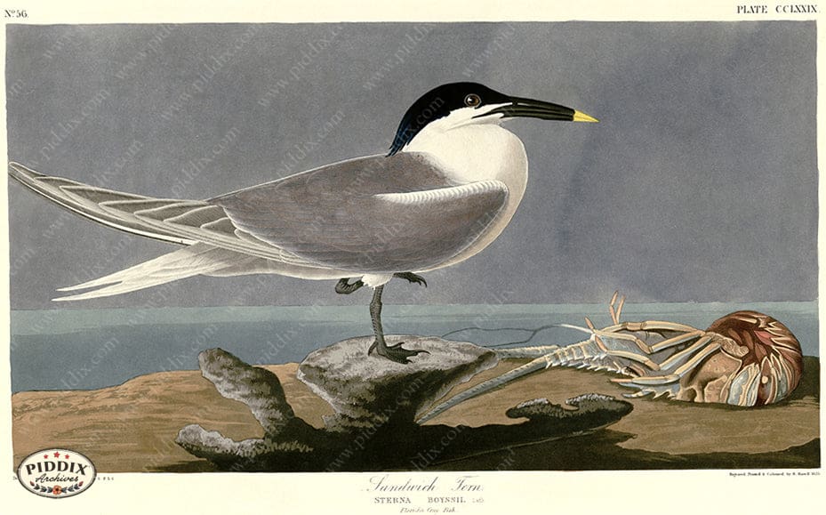 Pdxc20815 -- Audubon Sandwich Tern Color Illustration