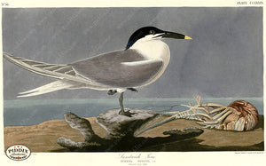 Pdxc20815 -- Audubon Sandwich Tern Color Illustration