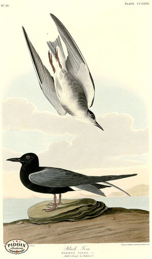 Pdxc20816 -- Audubon Black Tern Color Illustration