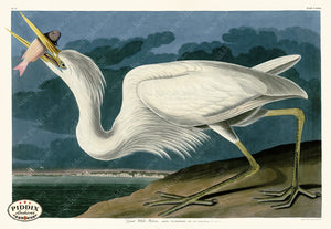 Pdxc20817 -- Audubon Great White Heron Color Illustration