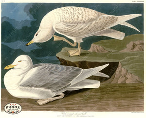 Pdxc20818 -- Audubon White-Winged Silvery Gull Color Illustration